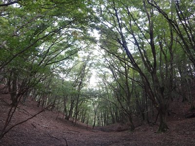 DSC08199 のコピー.JPG