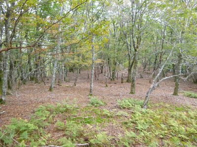 12 10 14_5695.JPG (631.16 KiB) 閲覧された回数 5880 回 国見山近くのテン泊適地