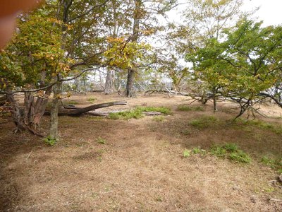 12 10 14_5700.JPG (612.18 KiB) 閲覧された回数 5876 回 ボンサイ平