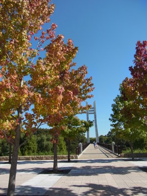 家の近くの公園の吊り橋、いくらかかったんだろう