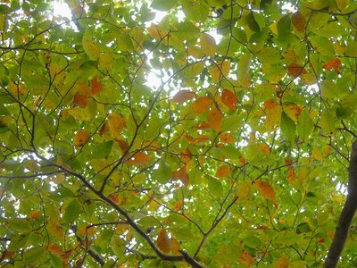 色づき始めたブナ。