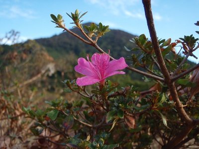 i00222.jpg (88.96 KiB) 閲覧された回数 3482 回 ミヤマキリシマ