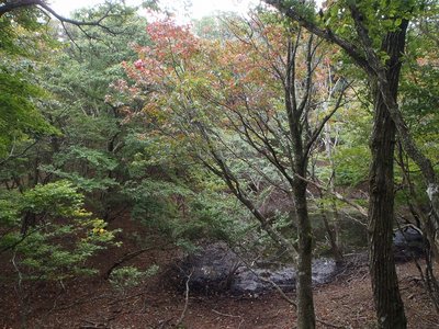 タイジョウの池