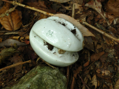 IMG_6081.jpg (221.09 KiB) 閲覧された回数 5270 回 大石滝左岸に落ちていた物