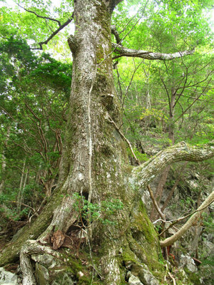 摂津林道の目印の木