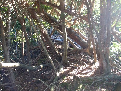 倒木バリケード