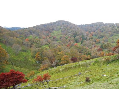 「ヒキウス平」第二から第一方面<br />葉の無い樹が目立つ。