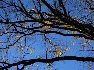 鉄砲谷上流部のカツラの大木。<br />早々と葉を落とし、香りを充満させていた。