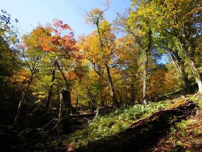 ボンサイ平周辺で。