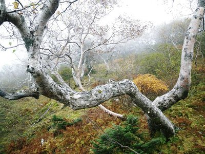 IMGP3135s.JPG (108.12 KiB) 閲覧された回数 5081 回 草もみじの登り