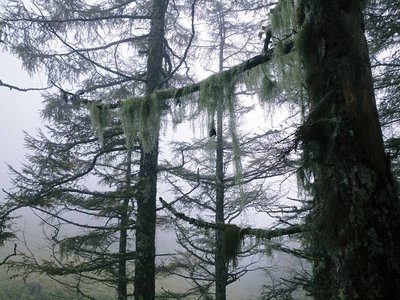 IMGP3233s.JPG (100.5 KiB) 閲覧された回数 5081 回 サルオガセ