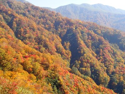 PA210721_640.jpg (77.11 KiB) 閲覧された回数 5961 回 やはり日光の力が紅葉の魅力を最大限に引き出す。