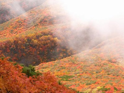 今年はカメラを忘れてしまったので過去の画像ですが・・・