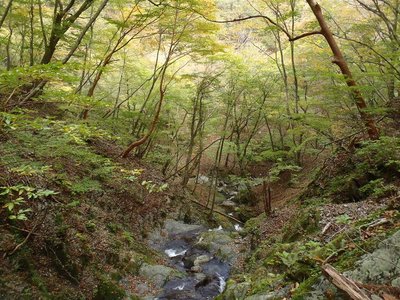コレが染まると、美しい～