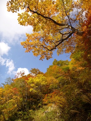 煌めくような紅葉