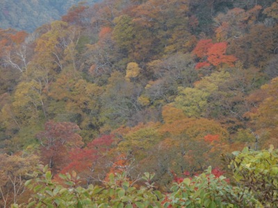 今が盛りと輝いていた