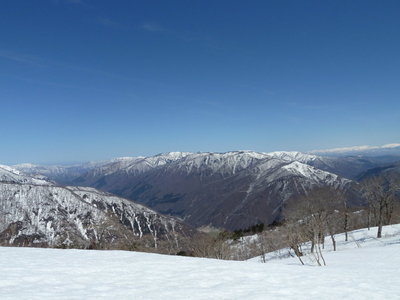 たんぽぽさんはいずこ