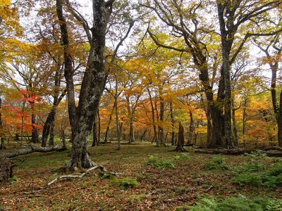 奥ワサビ源流の森