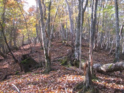 赤ゾレ山枝尾根