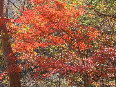 国見東北尾根の紅葉