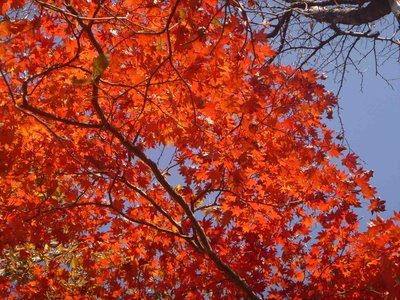 01紅葉1.jpg
