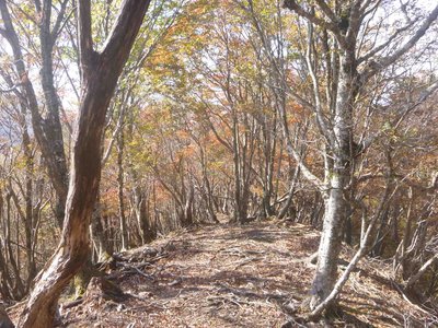 03千石山東尾根.jpg (414.38 KiB) 閲覧された回数 5245 回 千石山東尾根