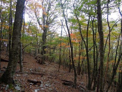 まだ青い葉が多かった二次林の森。