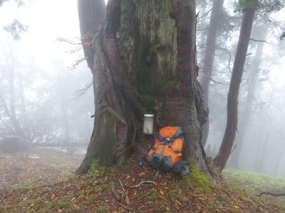 視界が悪い中でもご神木は目立ってました