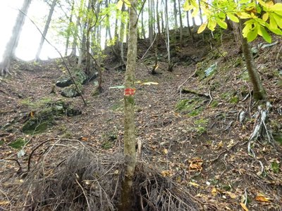 道子赤テ.JPG (198.45 KiB) 閲覧された回数 4621 回 葉っぱが落ちると、トチかどうかは・・・