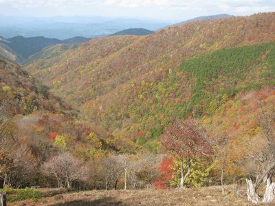 稜線から眺めるゼエノ谷の紅葉