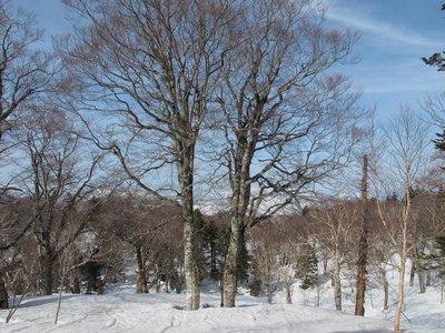 シンメトリーな双子橅