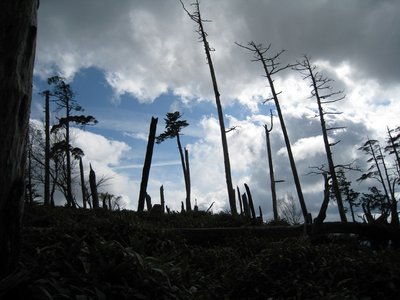 二ツ山付近.jpg (142.43 KiB) 閲覧された回数 10131 回 二ツ山付近の風倒木群