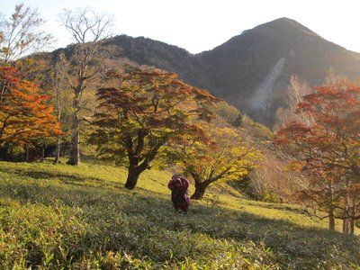 巨樹と紅葉.jpg (166.26 KiB) 閲覧された回数 10135 回 草原を彩る巨樹たち