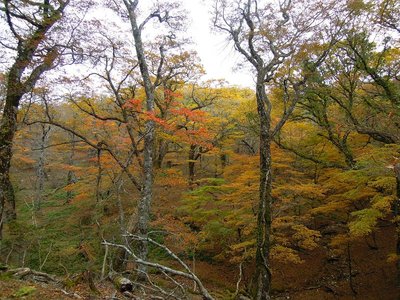 奥ワサビ源流の森３．
