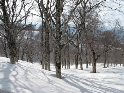 ブナ林はどこまでもつづくよ～