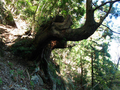 坊主尾根直下の古木