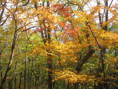 ヌタハラ左尾根の紅葉