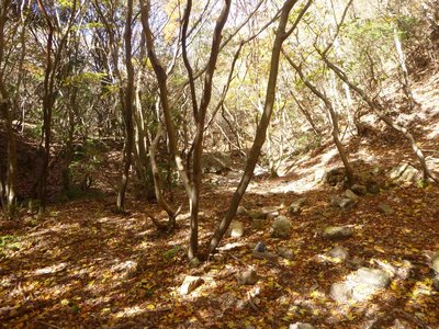 P1000865_1.jpg (435.53 KiB) 閲覧された回数 5997 回 雰囲気の良いヤケギ谷源頭部