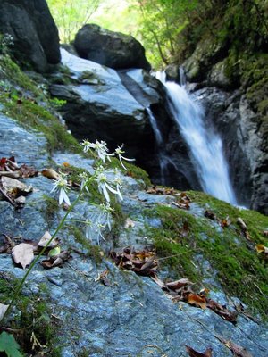 ジンジソウと残置ロープのある滝