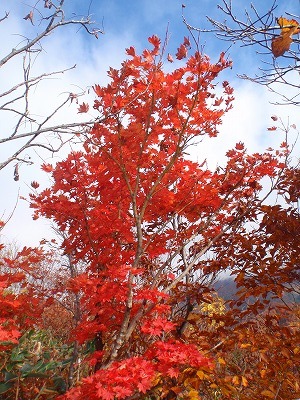 紅葉と青空と