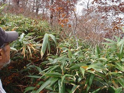 尾根上部はヤブっぽくなって…
