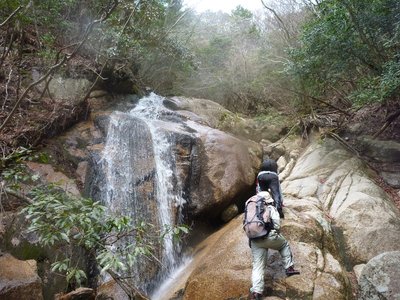 ヤケギのオオナメ