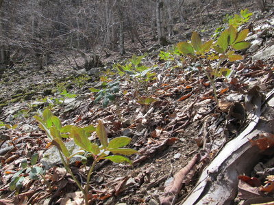 しらたまもいっぱい