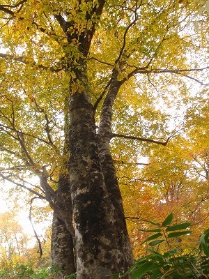 黄葉のブナ