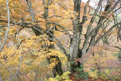 大きなブナの木