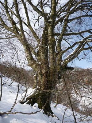 隣の尾根の巨樹