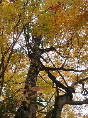 黄葉のブナ