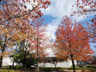 ●昨日は歌の町で舞台でした、公園のモミジも終わりだ。