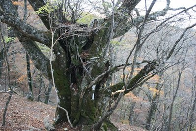 台高のブナ