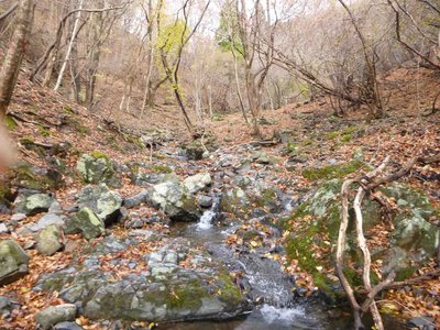 P1000987_1.jpg (280.04 KiB) 閲覧された回数 2902 回 雰囲気の良い源流域